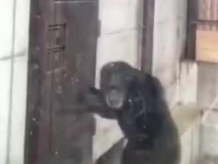 正在敲门或开门的动物们! #动物 #动物世界 #野生动物 #可爱动物 #动物成精