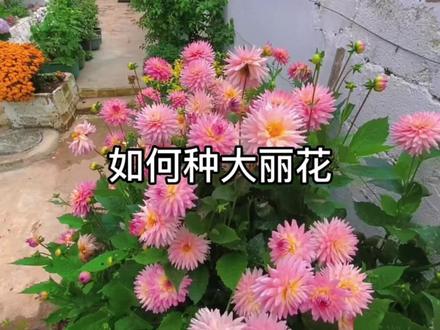 教你们如何简单的种大丽花#大丽花 #爱生活爱养花 #好看的花一定要分享给你 #一起养花 #我家小院