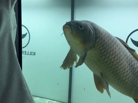 刀哥安全入缸 适应力拉满,入缸当天开口,紧接换牙…
剩余鱼池百斤巨物正在研究捞鱼方案…
更大挑战即将来临…
#刀疤鲤 #暖心阿哲