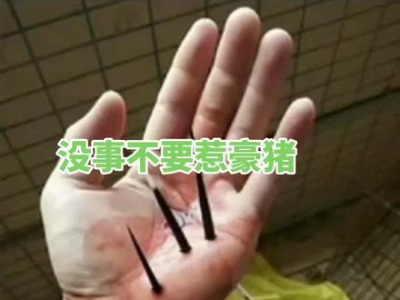 豪猪身上的刺会自己射出来吗?#豪猪刺 #豪猪养殖