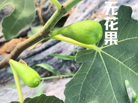 斯特拉无花果品种介绍 #无花果#无花果品种介绍