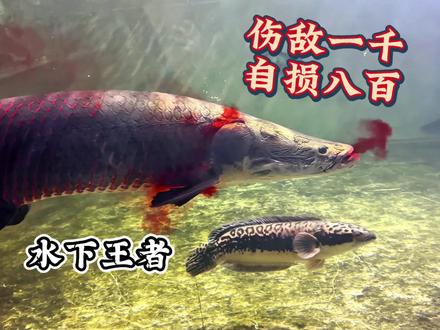 手搓巨骨舌鱼击杀特效,硬核玩家的极致浪漫#巨骨舌鱼 #养鱼日记 #猛鱼缸 #喂鱼 #瓜子二手车