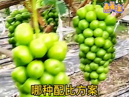 氯吡脲和噻苯隆在阳光玫瑰膨大处理上的区别,葡萄种植技术,葡萄苗木 #葡萄苗 #来抖音学农枝 #乡村守护人 #新农人计划2022 #葡萄种植技术 @抖音热点 @抖音三农 @DOU+小助手
