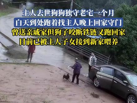 主人去世狗狗独守老宅一个月,白天到处跑着找主人晚上回家守门,曾送亲戚家但狗子咬断铁链又跑回家