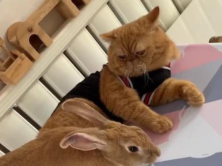 猫兔大战一触即发#加菲猫 #猫兔大战