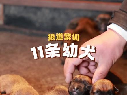 卡地亚搭配亚格斯幼犬#马犬 #养狗经验分享 #马犬幼犬 #马犬魅力 #纯种马犬