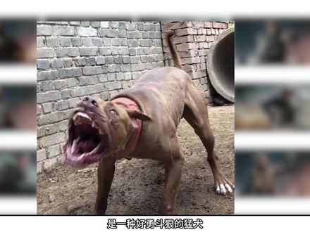 纯路人猜三角洲干员代号 #三角洲行动 #游戏 #射击游戏 #路人盲猜