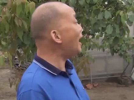 小伙从树上提炼天然冰片,一桶价值600万,年收入上亿元