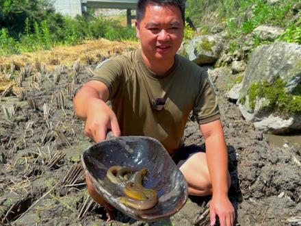 今天来稻田里挖泥鳅,先找泥鳅洞一挖一个准,还是小时候的味道 #西瓜村 #户外 #捉泥鳅 #我的乡村生活