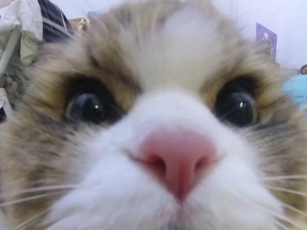 小猫得劲魔法🪄 #鼻孔喵喵 #怼脸猫咪表情包 #糟糕这只小猫咪谁顶得住啊