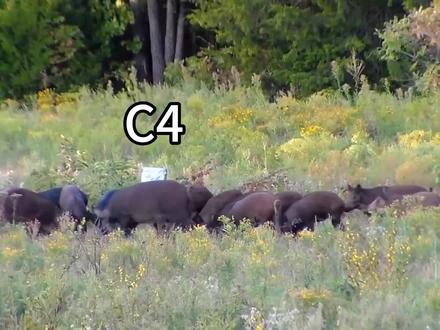 丧彪用C4炸野猪,艺术就是爆炸!#动物世界 #神奇动物在抖音 #国外合法狩猎 #野猪