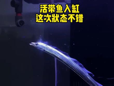 活带鱼成功入缸,这次状态非常好 #带鱼 #活带鱼 #奇异动物召集令