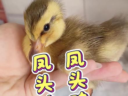 😭😭😭😭想找个对版凤头鸭就那么难?!