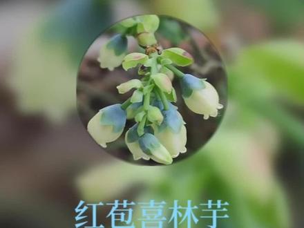 #红苞喜林芋#植物科普 ,天南星科喜林芋属攀援植物,分支节间淡红色,花序柄长,佛焰苞外深紫色,内面胭脂红色,兜状舟形,管部卵圆形。#每天很用心分享认识的植物 #观赏植物#抖音助农