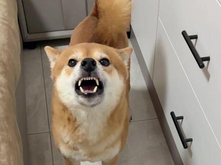 狗子就亏在不会说话! #豆包我可没惹你 #柴犬 #萌宠出道计划 #豆包ai #柴犬迷惑行为大赏