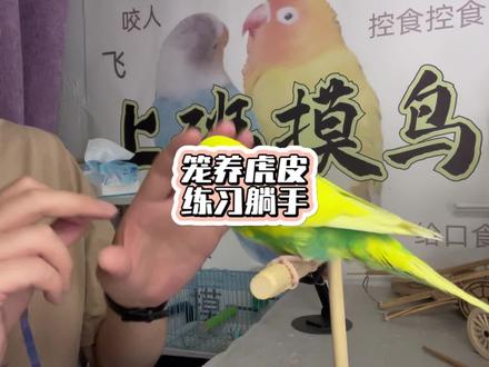 虎皮鹦鹉也是可以躺手得! #训鸟高手 #鹦鹉 #牡丹鹦鹉 #虎皮鹦鹉 #鹦鹉躺手教程