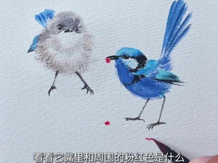 可爱鸟怎么画?绘画教程来啦 #画画 #跟着抖音学画画 #鸟 #gaf上海插画艺术节 #抖音插画大赛 快速画一只可爱鸟!绘画教程来啦!一学就会!不信试试!这只迷你鸟,会送给心爱鸟花,表示自己很厉害!你知道它叫什么名字吗?
辉蓝细尾鹩莺:鸟界“蓝精灵”的社牛人生
1. 体型迷你,电量爆表,这家伙体重≈俩颗葡萄干,却能像打了鸡血一样在灌木丛里“闪电漂移”,堪称鸟界“永动机”。
2. 求偶全靠“花”式内卷:雄鸟是鸟界“送花冠军”!为讨老婆欢心,它们疯狂摘取比自身体重还重的亮黄色花瓣,举着满场飞奔献殷勤——本质是炫耀:“看!我摘花还不被天敌吃掉,牛不?”
3. 蓝得“不科学”:你以为它穿蓝西装?错!它的羽毛其实像棱镜,靠**纳米级结构反射光线**才骗过你的眼睛,呈现出闪瞎眼的电光蓝(物理外挂,自带美颜滤镜)。
4. “渣男”预警?雌鸟警惕性极高!因为隔壁老王(其他雄鸟)常假装献花,实则想“挖墙脚”。送花?可能是甜蜜陷阱!
5. 紫外线蹦迪选手:人家眼里世界自带“夜店紫光”。雌鸟能靠羽毛反射的特殊紫外线图案**精准pick真命天子——人类的肉眼?根本看不懂这高级加密情书!
一只靠物理作弊变蓝、用花瓣当钞票、在紫外线下蹦迪的超级社牛迷你永动机。鸟生宗旨:卷(求偶卷),就硬卷!