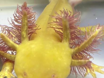 六角恐龙 学名美西螈,又名墨西哥钝口螈,引进国内后,深得网友们喜爱,亲切的称呼小六子,适合新手养,养活很容易,想养好深水打氧,想少换水用过滤,冬天加温,夏天降温,喜欢的温暖15至25度。自来水加鱼乐宝后可以直接用。它是肉食动物,喜欢吃红虫、小鱼、小虾、小泥鳅。常见疾病有:败血症、肠炎、水霉、磕伤,常用药物:亚甲基蓝、高锰酸钾、土霉素、庆大霉素、黄粉。小六子爱干净,水脏了就换,不想经常换水用过滤或者养水,平时常检疫消杀,耐饥饿生命力强,断肢断腿断腮都可以再生。养活很简单,想要养好还是要多看多学,想养的更好,可以加粉丝群交流#六角恐龙 #墨西哥钝口螈 #美西螈 #六角恐龙怎么养更好