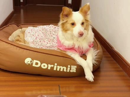 当我让豆包帮我看着狗狗有没有偷吃 #豆包ai #豆包 #边牧 #狗狗成精了 #萌宠出道计划