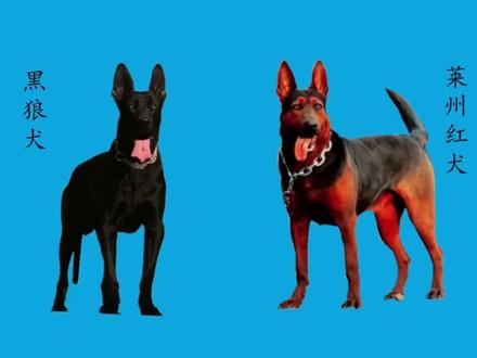 中国北方四大狼犬##狗狗#人类最忠诚的朋友 #护卫犬 #宠物