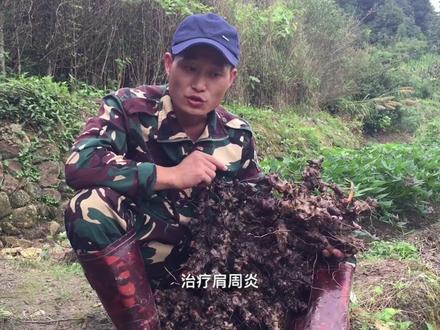 农村一种可以治风湿,腰疼,跌打损伤的药材金刚藤,你认识吗