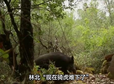 林北“现在骑虎难下了”!