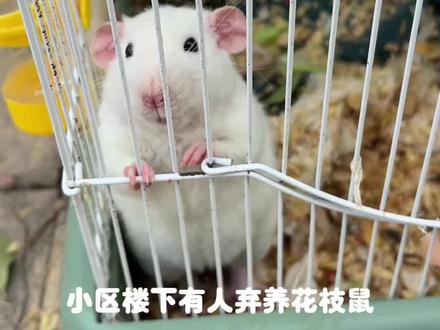 鼠子已经被这个@姜尚真 小哥领养走了,谢谢大家的关心#弃养 #花枝鼠 #宠物