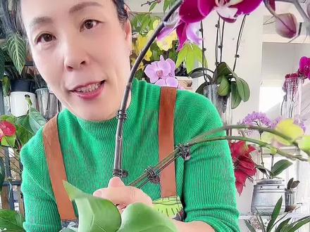 蝴蝶兰组盆方法来啦 蝴蝶兰组盆方法来了,特别实用,觉得有用点赞收藏起来吧!#蝴蝶兰 #种植小技巧 #养花小知识