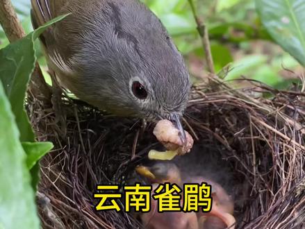 跨越两千公里,终于看到了大山深处云南雀鹛温柔的一面! #云南雀鹛