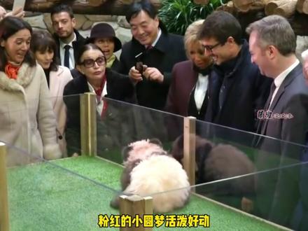 大熊猫在国外有多火?大熊猫圆梦出生即是巅峰,就算法国第一夫人来了它也照样发火!#旅法熊猫圆梦 #大熊猫圆梦 #大熊猫圆梦小王子