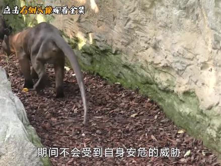 交配时长最短的动物,交配时长大约只有一秒! #野生动物 #动物世界 #长颈鹿 #纪录片