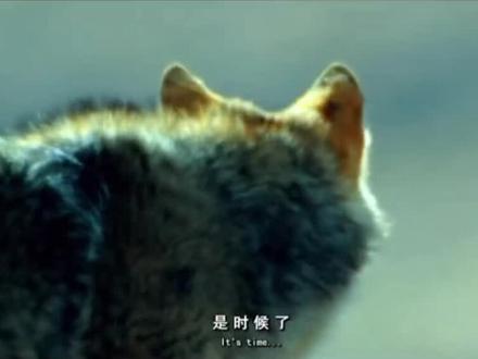 #重返狼群 截至2026年1月,狼王格林的最新消息如下:
生存状态: 格林出生于2010年,截至2026年已16岁,属于狼的暮年阶段。2024年9月,探险者在若尔盖草原偶遇格林并投喂牛肉,证实其仍在原栖息地活动。2025年的记录显示,格林已出现毛发灰白、行动迟缓等衰老迹象,但仍具备基本生存能力 。
情感联系: 格林与“狼妈”李微漪的情感联系仍在延续。2025年,格林曾叼着一条红色丝巾(七年前李微漪为其唯一存活的孩子包扎伤口时使用的腰带),放在摄像头下后离开,以此表达对“妈妈”的思念与牵挂 。
李微漪每年都会去那个小木屋里待一段时间,格林每年都会发现,每天都会派狼给妈妈送肉,但是再也没有与妈妈相见,他已经成为狼王了,李微漪知道在寒冷最缺食物的冬天他们自己都不够吃,怕自己再呆下去狼群就很难度过这个冬天,于是就提前走了,他很爱妈妈,但是他再也没有与她相见,因为妈妈是人类,它已是狼王,要保护好它的狼群。李薇漪在给格林的孩子做的狼形墓碑下放了几颗大白兔奶糖,后来发现只剩下了包装纸。她知道那是格林吃的。因为格林从小在人类身边长大,他是一个会剥糖纸的狼……
#格林与李薇漪 #跨物种的爱 #人类与动物之间的感情