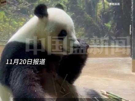 最后2只旅日大熊猫“晓晓”和“蕾蕾”将于明年2月回国,日本将面临54年来首次全国无大熊猫的局面。据悉大熊猫在日本具有“国民级”人气,上野动物园曾因“香香”年创13亿人民币经济效益。(来源:北京日报)#日本马上要没有大熊猫了 #最后2只旅日大熊猫即将回国 #“晓晓”和“蕾蕾”