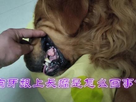 解析宠物牙龈长瘤的常见原因和预防办法——一例牙龈瘤治疗全过程