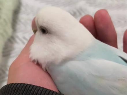 孩子那叫一个急#牡丹鹦鹉叫声 #创作者中心 #创作灵感 #萌宠 #鹦鹉