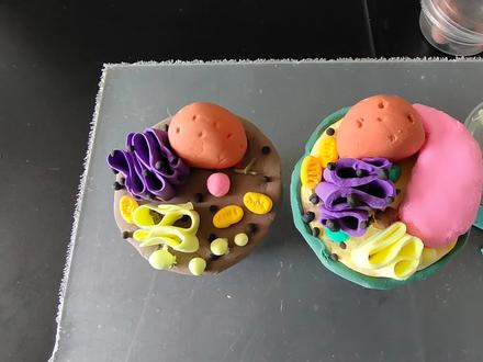 中学生物学实验,制作真核细胞模型#今日分享 #解压 #手工 #治愈系