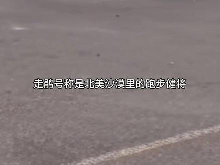 走鹃在无聊时会找郊狼一起去跑步