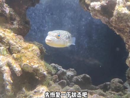 养鱼第95问汽水鱼淡化可以直接从海水转到淡水养吗#海缸日记 #汽水鱼 #海鱼淡化 #星点东方鲀 #河豚