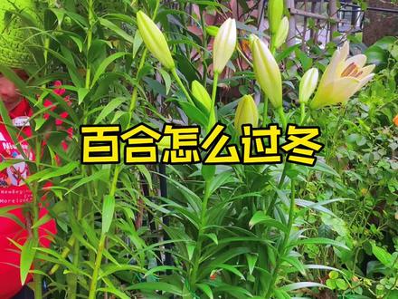 百合怎么过冬,教你一招,零下20度都能过冬#花卉绿植 #养护小知识 #爱生活爱养花 #分享家庭养花知识