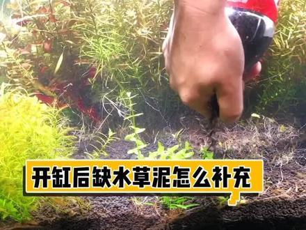 #水族造景 #青春的逆行 #我要上热门 #玻璃缸中的大自然 #清道夫 开缸后期怎么补充水草泥