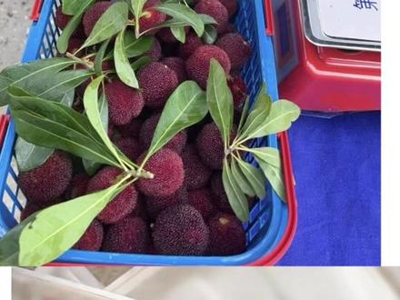 一招教大家如何辨别泡药杨梅 #自己采摘更新鲜 #杨梅泡药 #