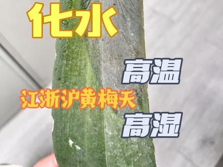 江浙沪蝴蝶兰度夏第一关:化水 到化水别慌,两步急救:
第一,化水烂叶往深了剪,用小刀把腐烂部分彻底刮除干净,千万别舍不得;
第二,用干净纸巾轻轻按压擦干伤口处多余水分,保证创面干燥,之后均匀涂抹上多菌灵或者代森锰锌,做好杀菌防腐,避免二次感染,放在通风阴凉处缓苗。#蝴蝶兰 #蝴蝶兰养护 #抖音宝藏生活家 #我的家里不能没有植物