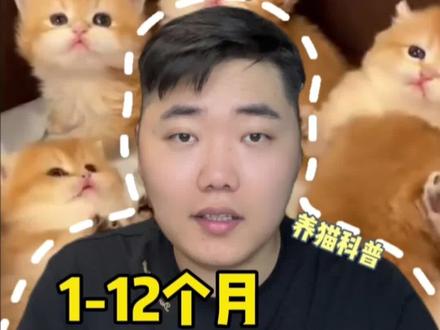 金渐层1-12个月的变化竟然这么大 #金渐层 #金渐层猫 #金渐层猫咪 #金渐层英短