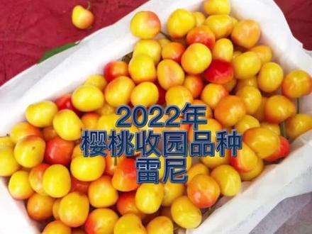 2020年樱桃🍒收园品种:雷尼
今年樱桃一点也没有浪费,就是产量太低,一亩地卖了一万多,比去年少了一半,公婆说,明年一定弄好了,这样我也不用到处买别人的。感谢各位的信任,支持,发完最后的雷尼,我们就收官了💗#优质农产品 #樱桃🍒 #返乡创业青年 #新农人计划2022