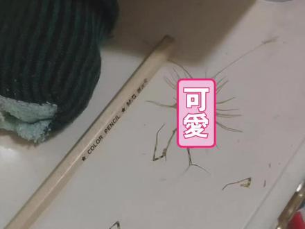 有#蚰蜒 不是最可怕的,更可怕的是有一只就可能有两只,说不定它一家虫都在卧室。为什么它会在卧室啊啊啊啊