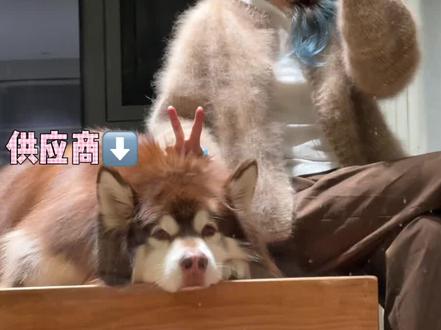 🐶:我只是个平平无奇的狗毛供应商 #vlog日常 #小狗日记