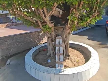 网友爸爸用20年打造动漫同款树屋, “这棵树给我们带来了很多欢乐!”#树屋 #有趣的灵魂 #神奇脑洞回收站
来源;@小陈111
编辑:钱梦颖