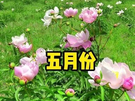 5月份都有哪些好吃的水果! #新鲜水果 #水果自由 #应季水果
