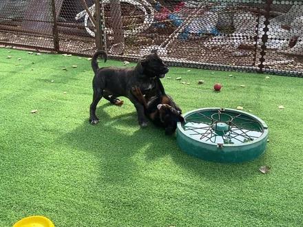 三个月加纳利凶猛无比,将对方一招制服,为啥主任却要低价出售呢#加纳利幼犬 #罗威纳护卫犬 #萌宠