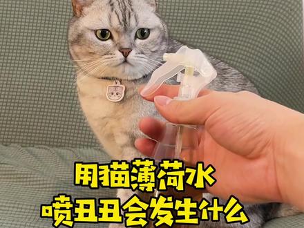 逆袭之情敌爱上我?#抖音萌宠嘉年华#家有萌宠#委屈猫